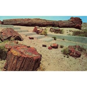 Vintage Old Faithful Log Petrified Forest National Park Arizona Postcard RMF-644